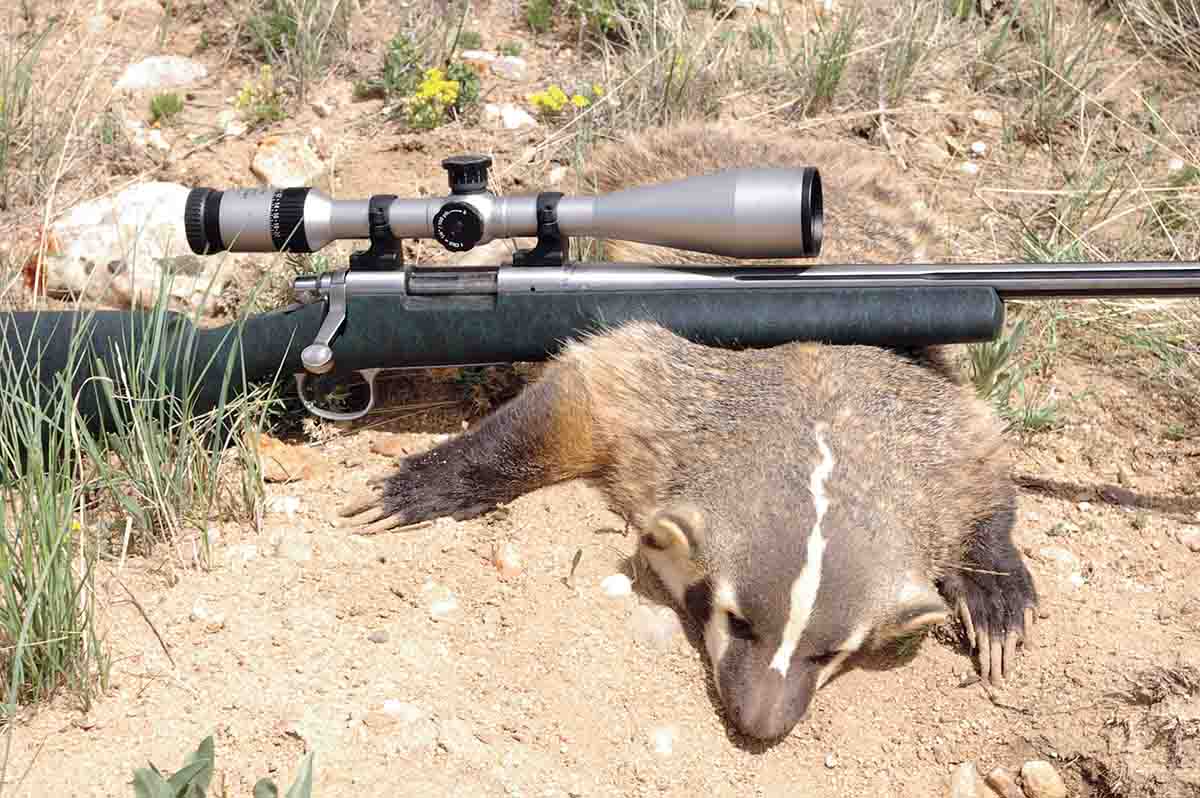 Badgers weigh 10 to 15 pounds and are tough critters. A .223 Remington rifle and a Remington 50-grain AccuTip-V bullet took this one; the bullet disintegrated inside the badger and pelt damage was minimal.